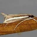 Reed-boring Crambid Moth - Hodges#5307 - photo 2
