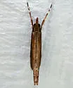Reed-boring Crambid Moth - Hodges#5307 - photo 4