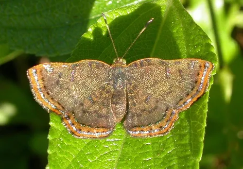 Red-bordered Metalmark - photo 4