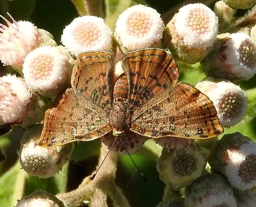 Red-bordered Metalmark - photo 5