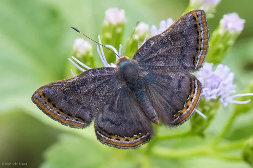 Red-bordered Metalmark - photo 7