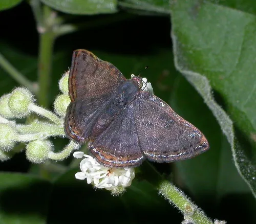 Red-bordered Metalmark - photo 8