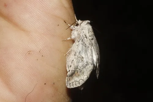 Caribbeana bichorda - Hodges#7965