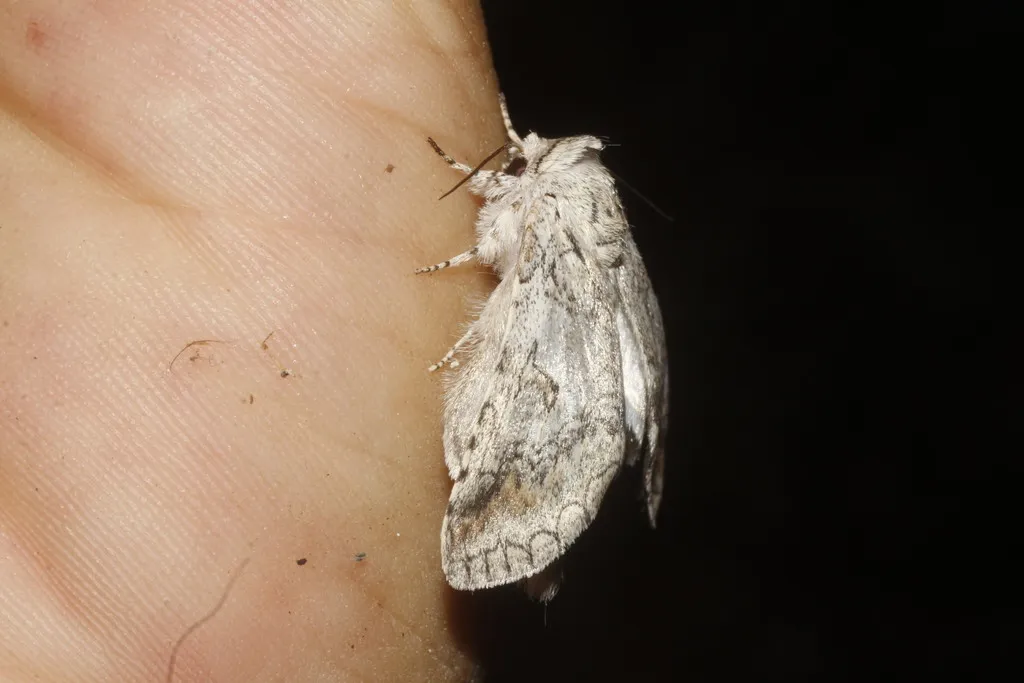 Caribbeana bichorda - Hodges#7965 - photo 2