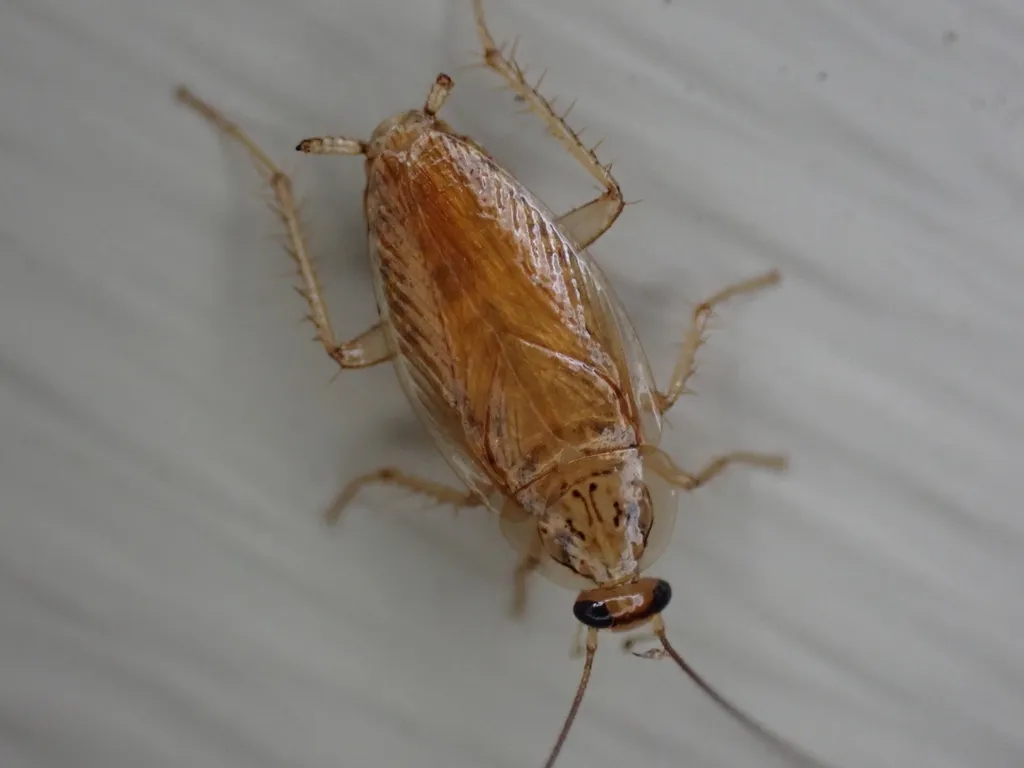 Small Yellow Cockroach - photo 2