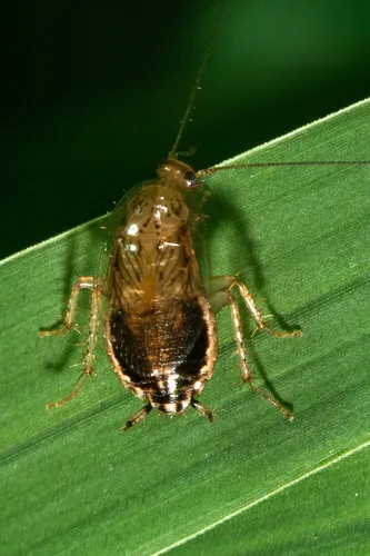 Least Yellow Cockroach