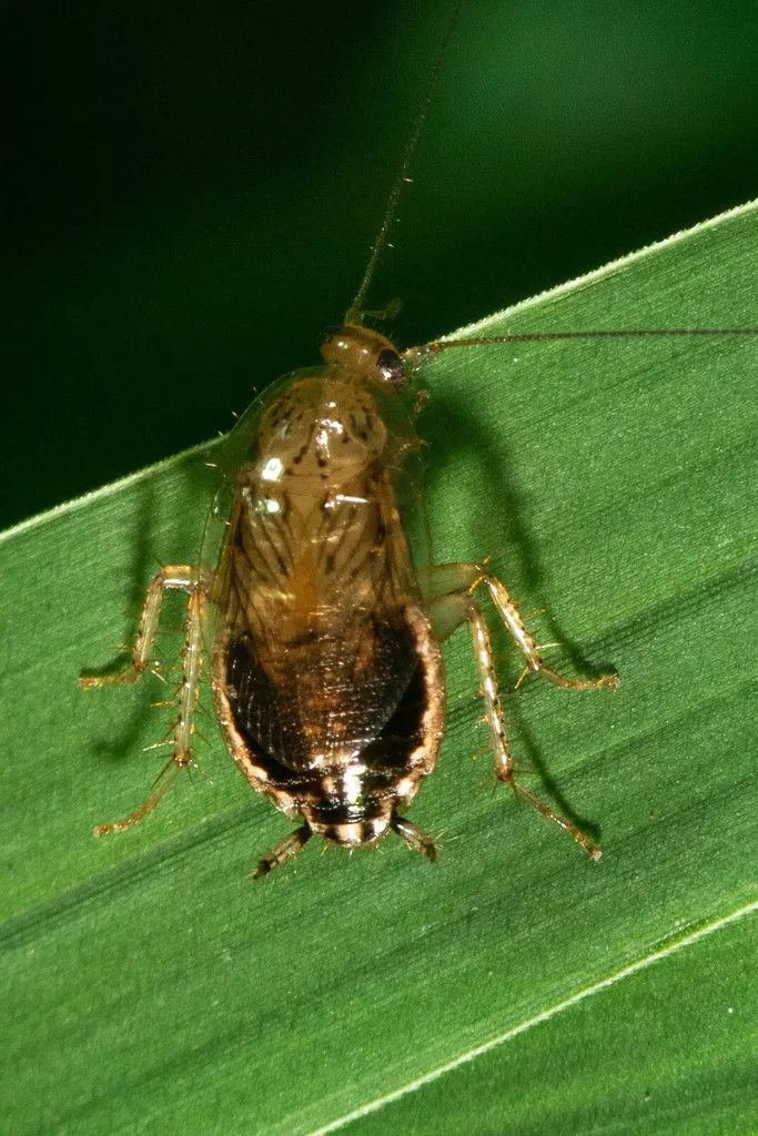 Least Yellow Cockroach - photo 3