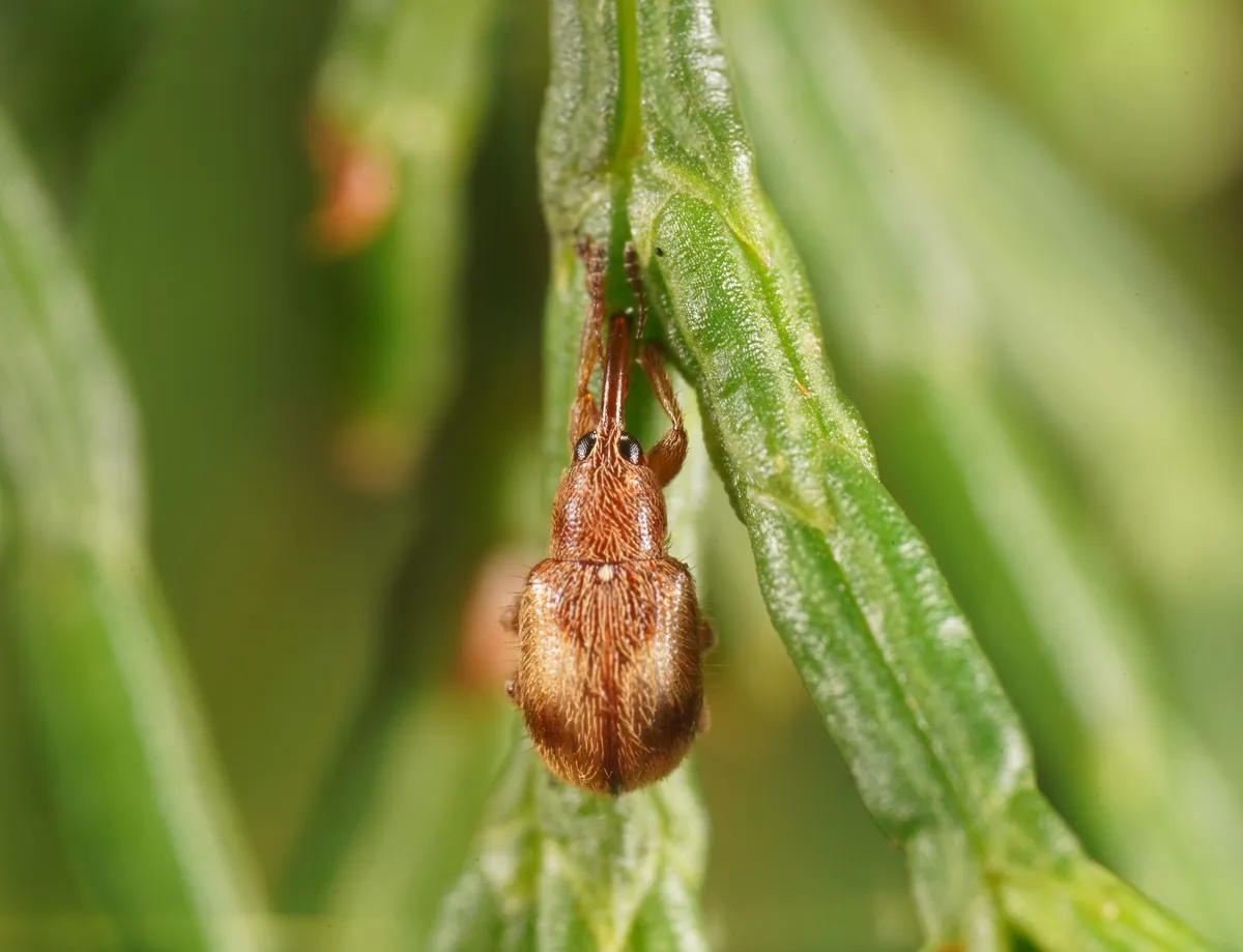 Caridae - photo 2