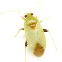 Cariniocoris geminatus