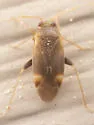 Cariniocoris geminatus - photo 2