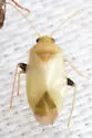 Cariniocoris geminatus - photo 3