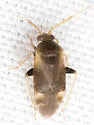 Cariniocoris geminatus - photo 4