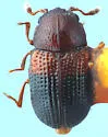 Carinisphindus purpuricephalus