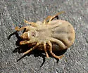 Carios kelleyi