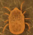 Carios kelleyi - photo 4