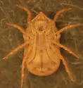 Carios kelleyi - photo 5