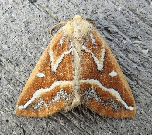 Brown Pine Looper - Hodges#6867
