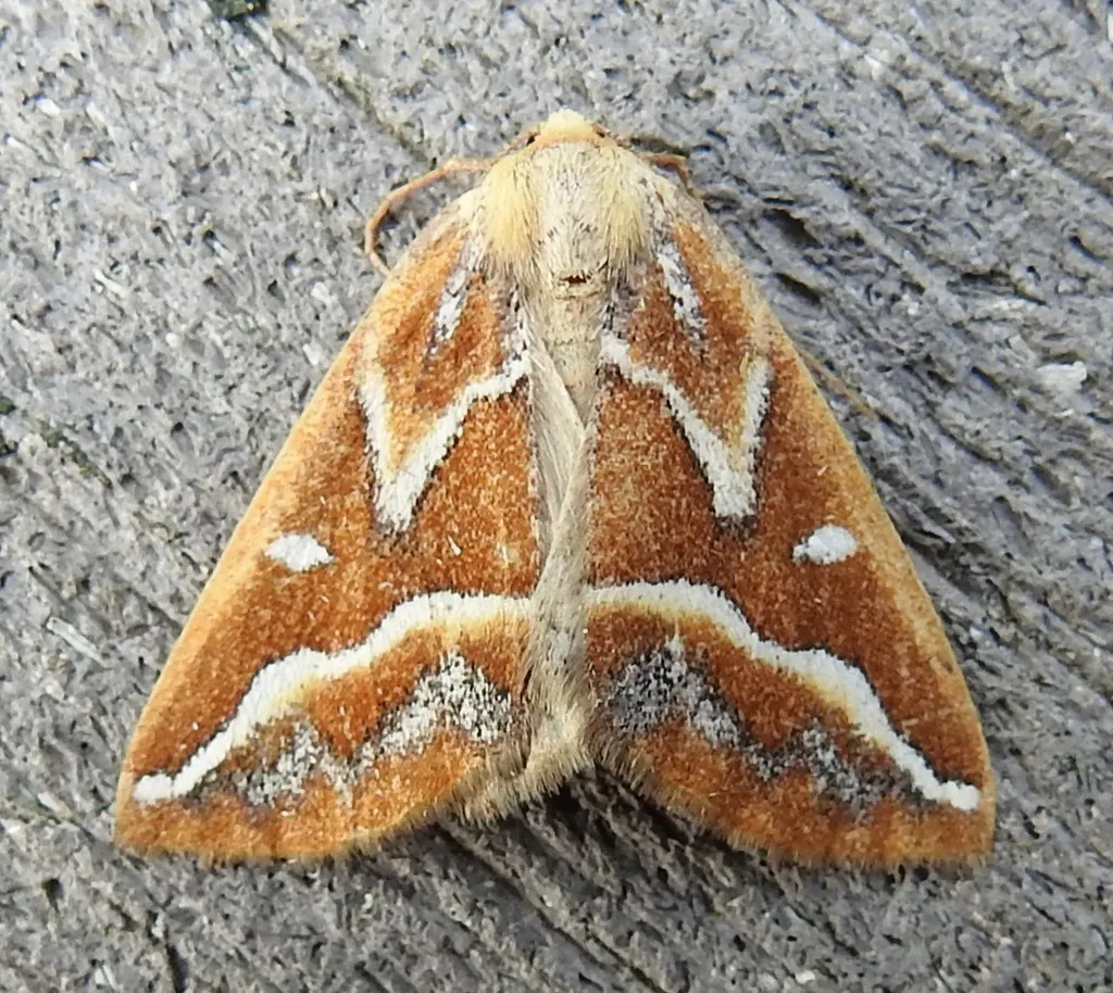 Brown Pine Looper - Hodges#6867 - photo 2