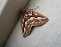 Southern Pine Looper - Hodges#6869