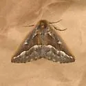 Southern Pine Looper - Hodges#6869 - photo 2
