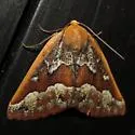 Southern Pine Looper - Hodges#6869 - photo 3