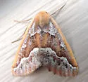Southern Pine Looper - Hodges#6869 - photo 4