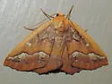 Southern Pine Looper - Hodges#6869 - photo 5