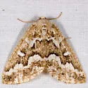 Gray Spruce Looper - Hodges#6863