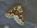 Gray Spruce Looper - Hodges#6863 - photo 4