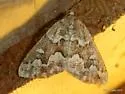 Gray Spruce Looper - Hodges#6863 - photo 5