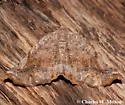 Caripeta hilumaria - Hodges#6871