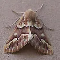 Caripeta interalbicans - Hodges#6866
