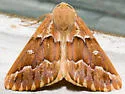 Caripeta interalbicans - Hodges#6866 - photo 2