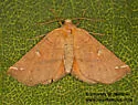 Caripeta macularia - Hodges#6874