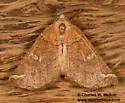 Caripeta macularia - Hodges#6874 - photo 2