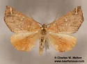 Caripeta macularia - Hodges#6874 - photo 3