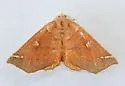 Caripeta macularia - Hodges#6874 - photo 4