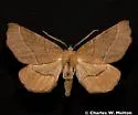 Caripeta ocellaria - Hodges#6873