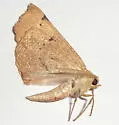 Caripeta ocellaria - Hodges#6873 - photo 3