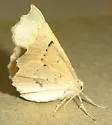 Caripeta ocellaria - Hodges#6873 - photo 4