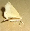 Caripeta ocellaria - Hodges#6873 - photo 5