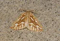 Northern Pine Looper - Hodges#6864 - Caripeta piniata