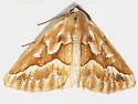 Northern Pine Looper - Hodges#6864 - photo 3