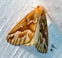 Northern Pine Looper - Hodges#6864 - photo 4
