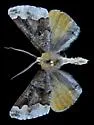 Caripeta pulcherrima - Hodges#6870