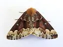 Caripeta pulcherrima - Hodges#6870 - photo 3