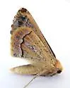 Caripeta pulcherrima - Hodges#6870 - photo 4