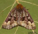 Caripeta pulcherrima - Hodges#6870 - photo 5