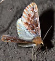 Caripeta suffusata - Hodges#6865.1 - photo 2