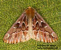Caripeta suffusata - Hodges#6865.1 - photo 5